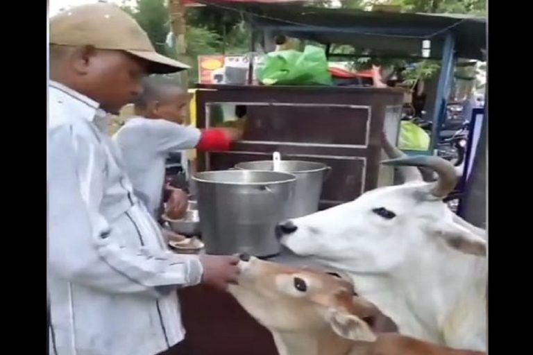 Cow Funny Video: गायसह तिच्या वासरालाही लागली पाणीपुरीची चटक, पाहा धम्माल व्हिडिओ